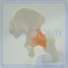 PNT-0204 hot sale hip joint model for human